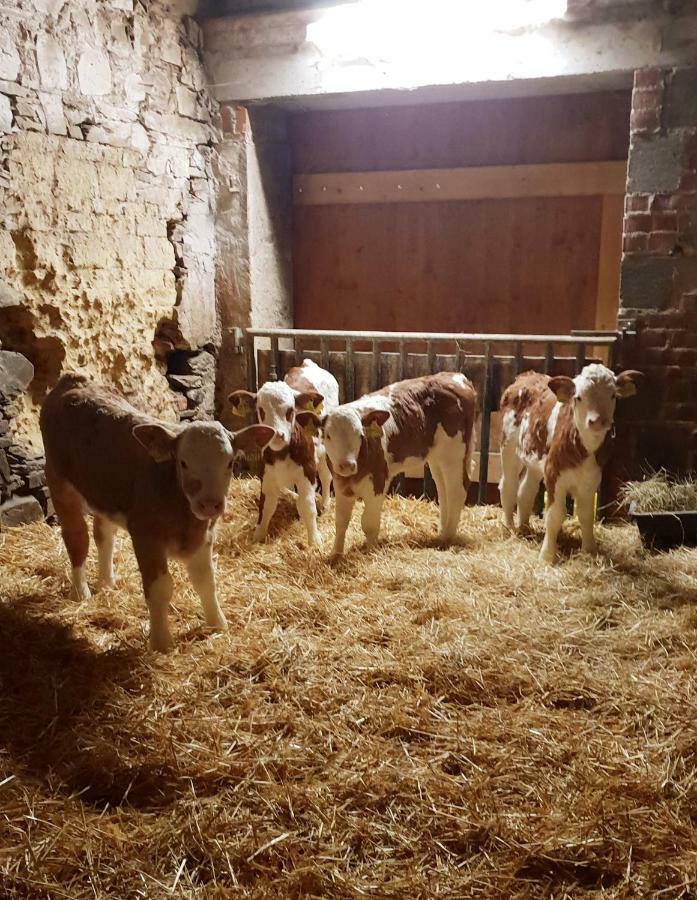 Ferienwohnung Gruengut Weckersdorf Esterno foto